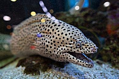 《幻灵降世录 ：女巫的面纱》更新 推出全新试炼模式